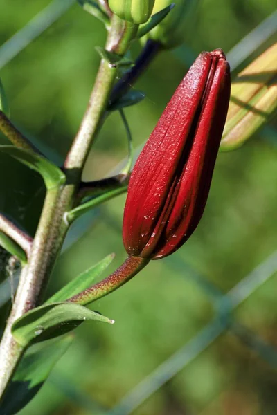 Hermoso lirio rojo en el jardín — Foto de Stock