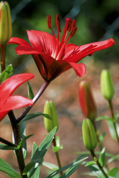 Krásná červená lilie v zahradě — Stock fotografie