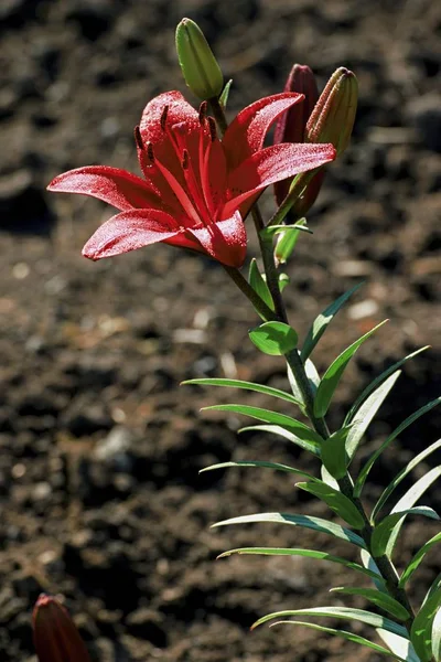 Belo lírio vermelho no jardim — Fotografia de Stock