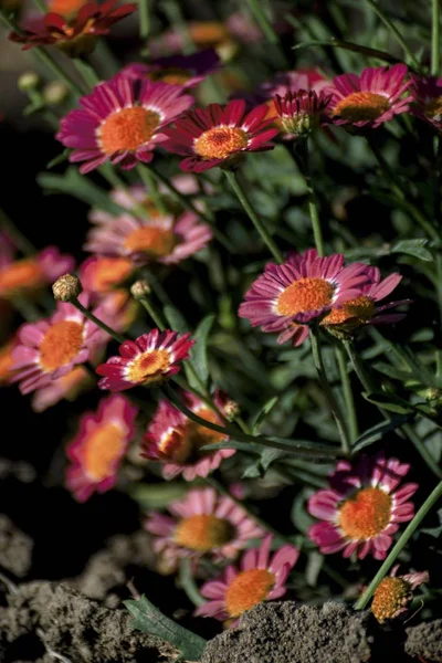 Belo lírio vermelho no jardim — Fotografia de Stock