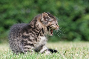Küçük yavru kedi oyun çim