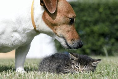 Küçük yavru kedi oyun çim