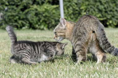 Küçük yavru kedi oyun çim