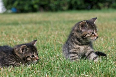Küçük yavru kedi oyun çim