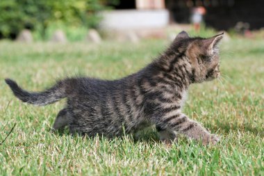 Küçük yavru kedi oyun çim
