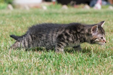 Küçük yavru kedi oyun çim