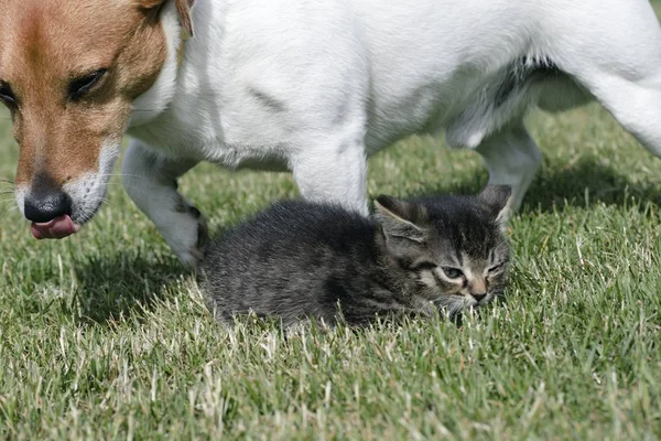 Petits chatons jouent dans l'herbe — Photo