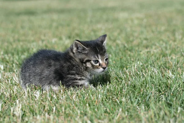 Küçük yavru kedi oyun çim — Stok fotoğraf