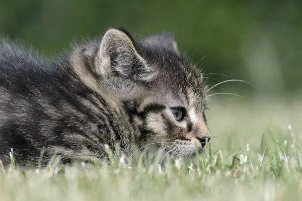 Little kittens play in the grass — Stock Photo, Image