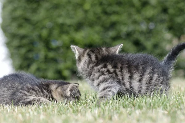 Little kittens play in the grass — Stock Photo, Image