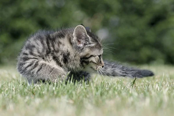 Little kittens play in the grass — Stock Photo, Image