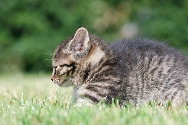 Little kittens play in the grass — Stock Photo, Image