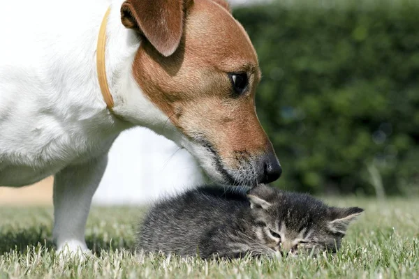 Little kittens play in the grass — Stock Photo, Image