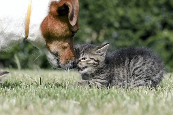 Little kittens play in the grass — Stock Photo, Image