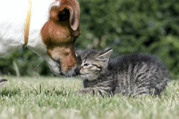 Küçük yavru kedi oyun çim — Stok fotoğraf