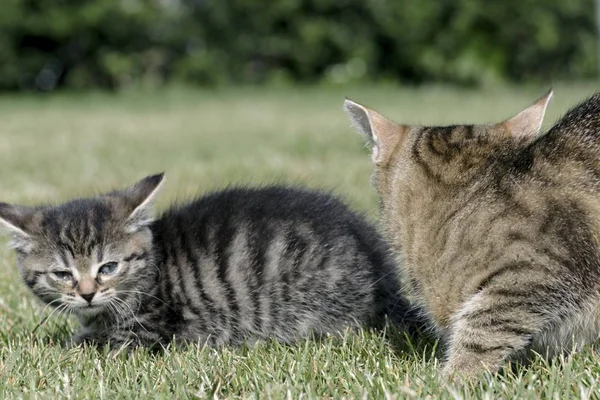 Маленькие котята играют на траве — стоковое фото