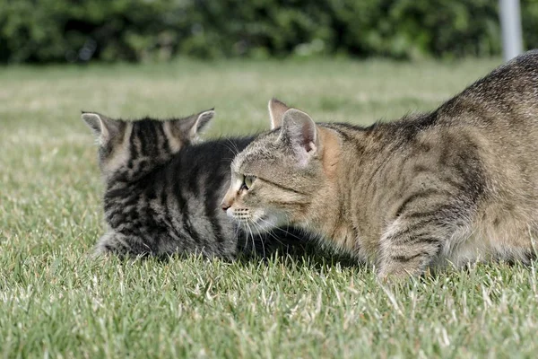 Küçük yavru kedi oyun çim — Stok fotoğraf