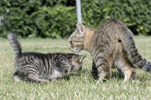 Küçük yavru kedi oyun çim — Stok fotoğraf