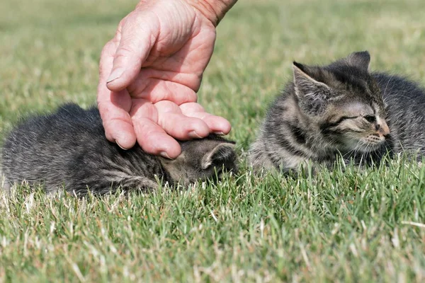작은 새끼 고양이 잔디에서 재생 — 스톡 사진