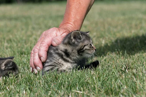 작은 새끼 고양이 잔디에서 재생 — 스톡 사진