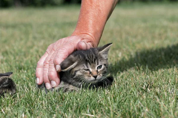Anak kucing kecil bermain di rumput — Stok Foto
