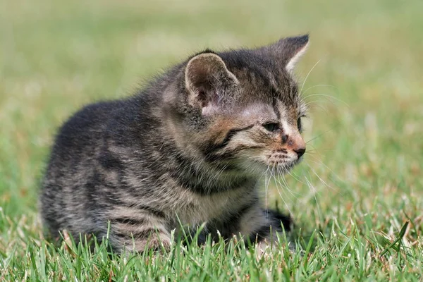 Küçük yavru kedi oyun çim — Stok fotoğraf