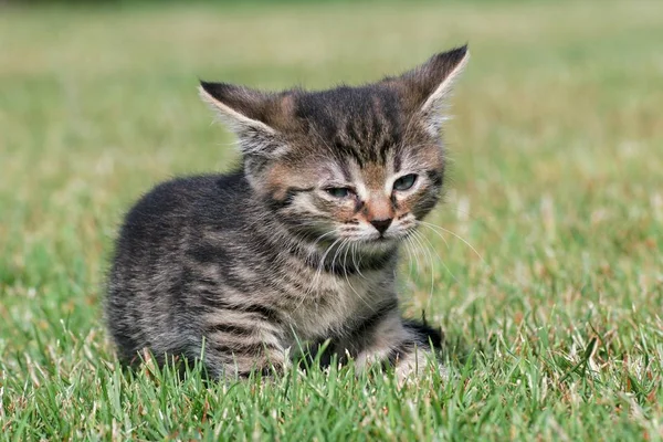 Små kattungar spela i gräset — Stockfoto