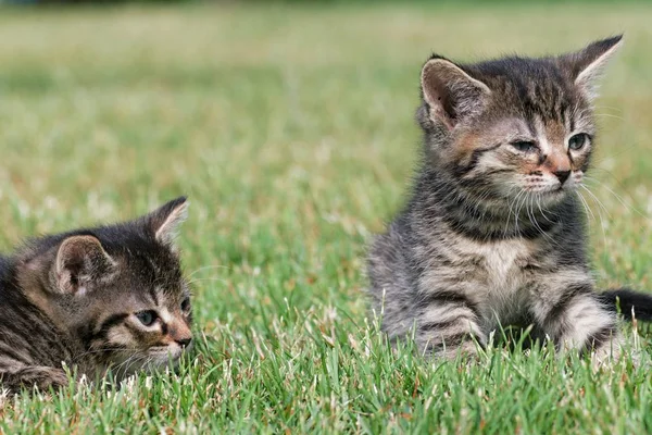 小猫的草地上玩耍 — 图库照片