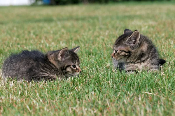 Malá koťata hrají v trávě — Stock fotografie
