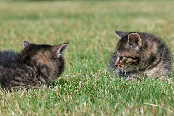 Маленькі кошенята грають на траві — стокове фото