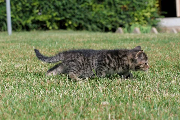 Pequeños gatitos juegan en la hierba — Foto de Stock