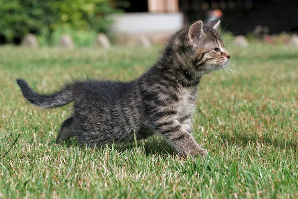 Küçük yavru kedi oyun çim — Stok fotoğraf