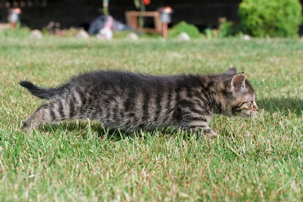 Küçük yavru kedi oyun çim — Stok fotoğraf