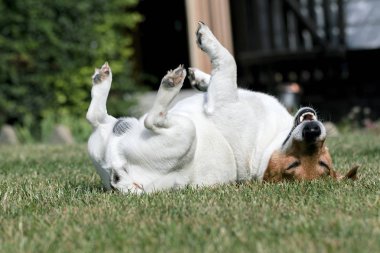 Genç köpek jack russell bahçede