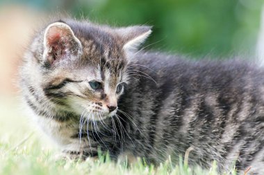 Küçük yavru kedi oyun çim