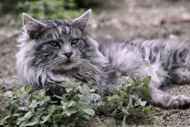 Maine coon kedi içinde belgili tanımlık Bahçe dinlenme