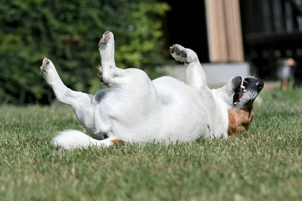 Ung hund jack russell i trädgården — Stockfoto