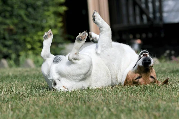 Jonge hond jack russell in de tuin — Stockfoto