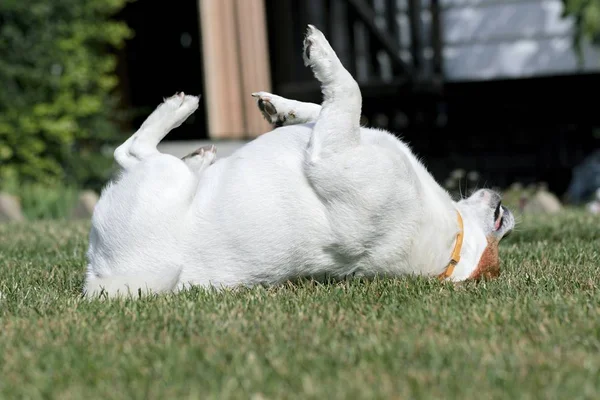 Молодой пес Джек Рассел в саду — стоковое фото