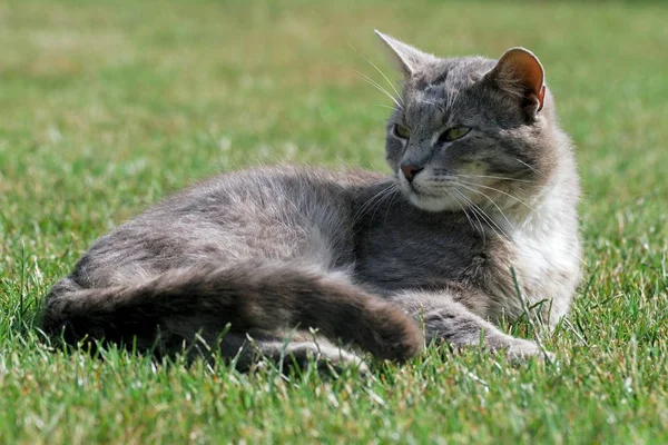 Küçük yavru kedi oyun çim — Stok fotoğraf