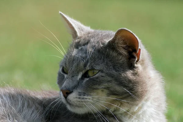 草で遊ぶ子猫 — ストック写真