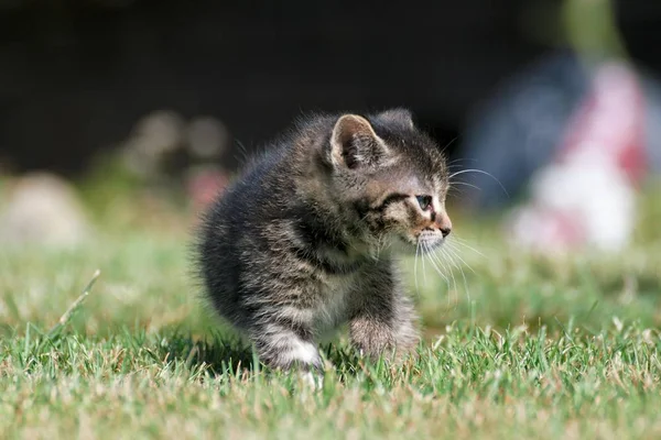 Kleine Kätzchen spielen im Gras — Stockfoto