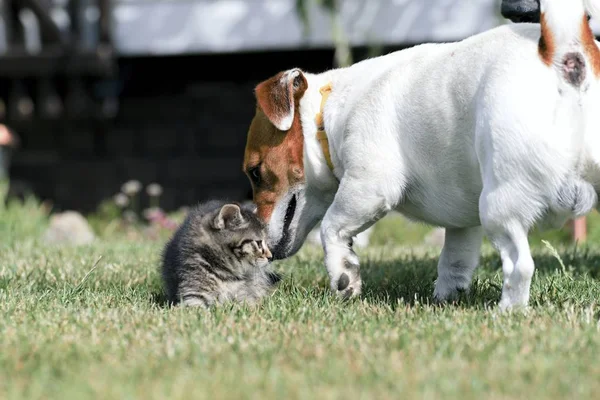 Little kittens Zagraj w trawie — Zdjęcie stockowe
