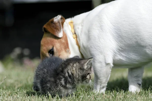 Küçük yavru kedi oyun çim — Stok fotoğraf