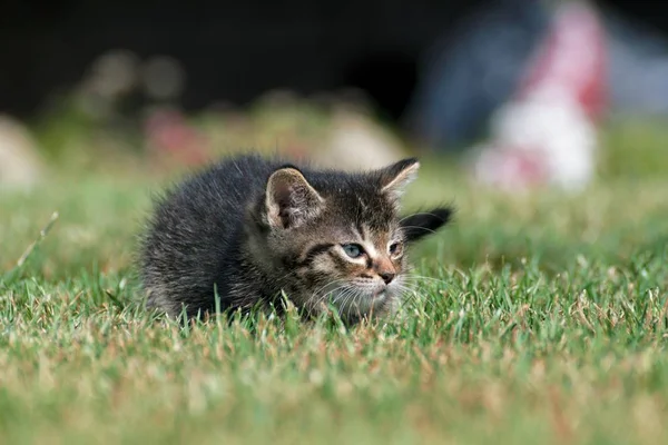 Petits chatons jouent dans l'herbe — Photo