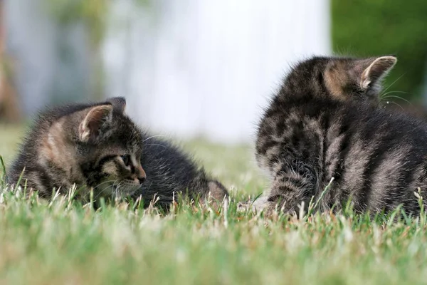 Petits chatons jouent dans l'herbe — Photo