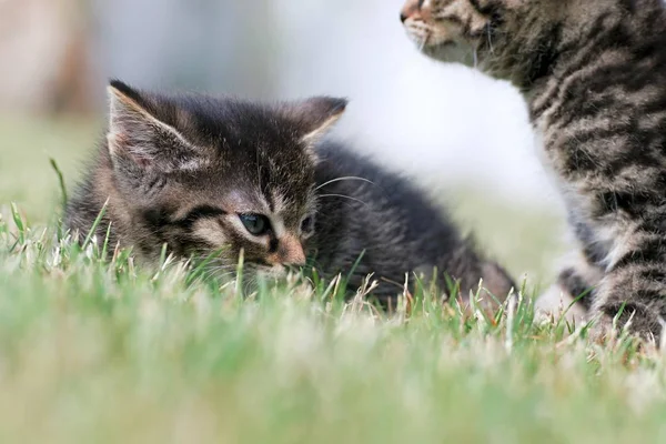 Petits chatons jouent dans l'herbe — Photo