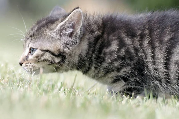 Petits chatons jouent dans l'herbe — Photo