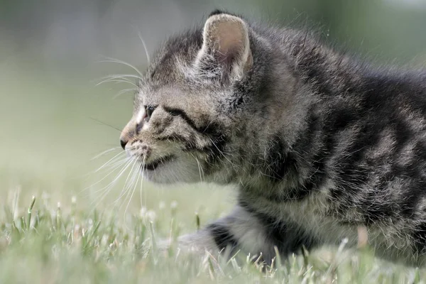 Küçük yavru kedi oyun çim — Stok fotoğraf