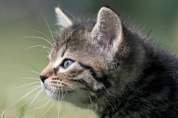 Küçük yavru kedi oyun çim — Stok fotoğraf